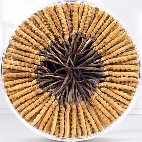 民丰冬虫夏草回收